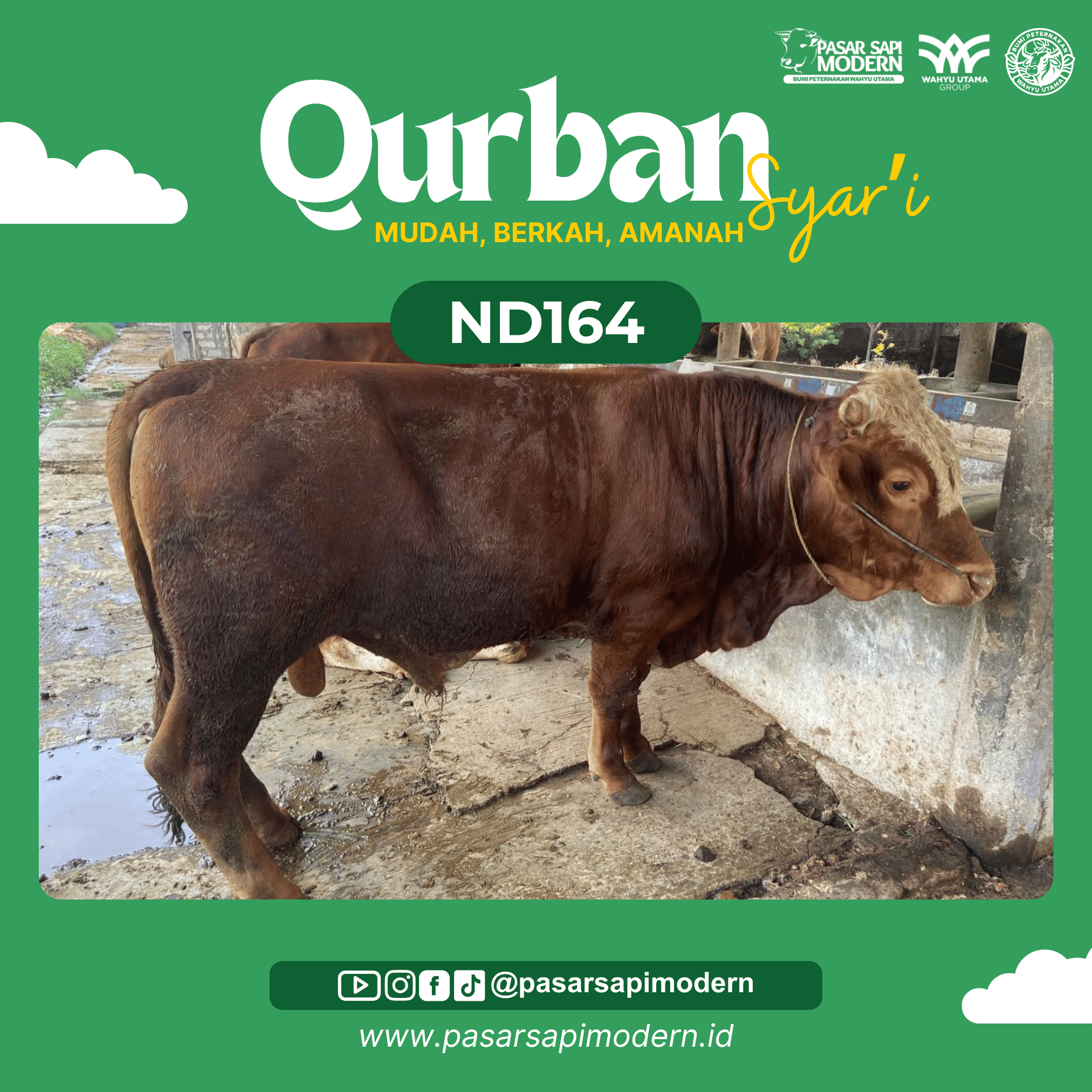 Sapi Limousin - Paket Medium - ND 164