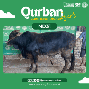 Sapi Angus - Paket Medium - ND 31