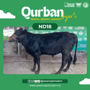 Sapi Angus - Paket Ekonomi - ND 18