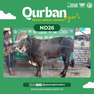 Sapi Pegon - Paket Medium - ND 26