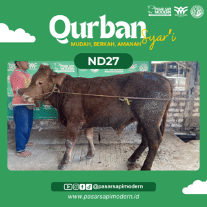 Sapi Limousin - Paket Medium - ND 136