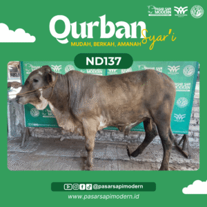 Sapi Pegon - Paket Medium - ND 137