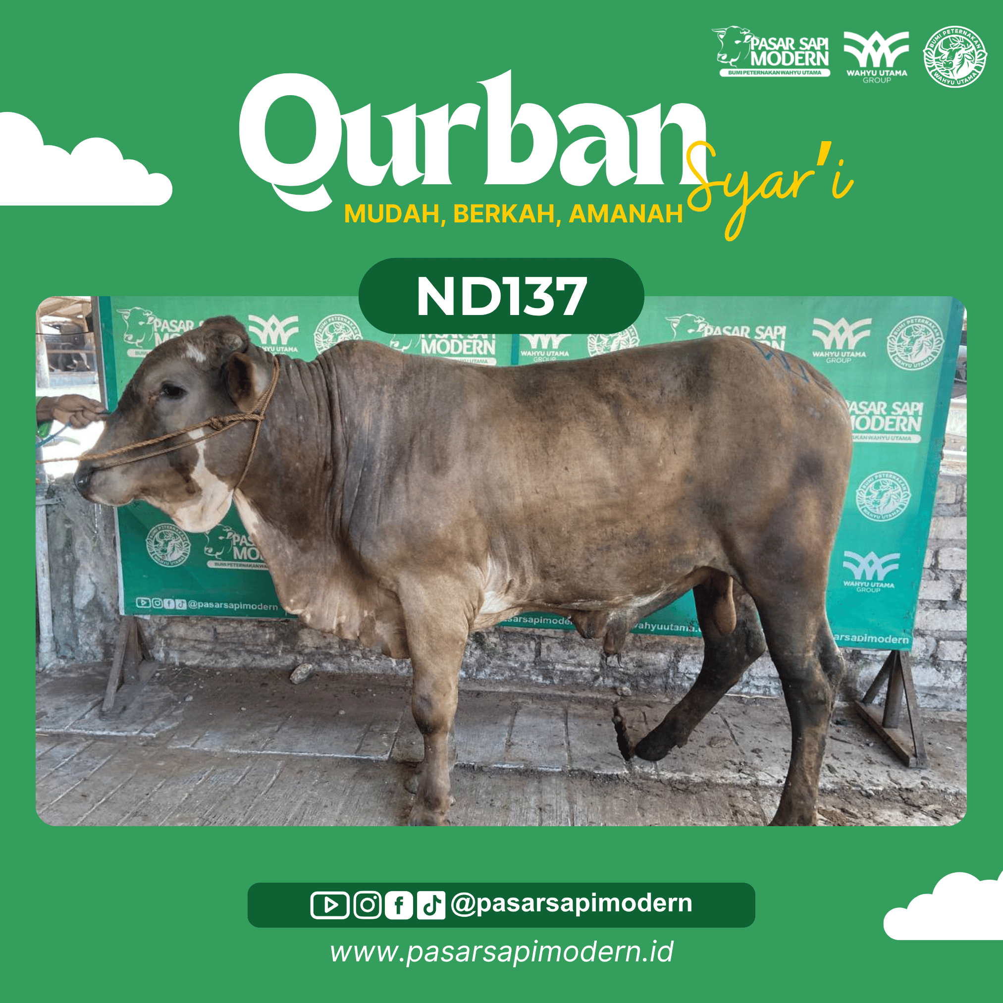 Sapi Pegon - Paket Medium - ND 137