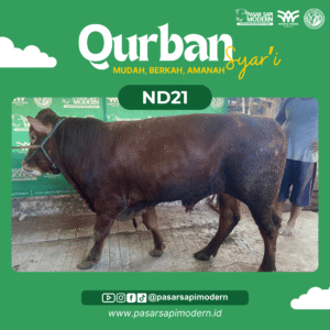 Sapi Limousin - Paket Medium - ND 21