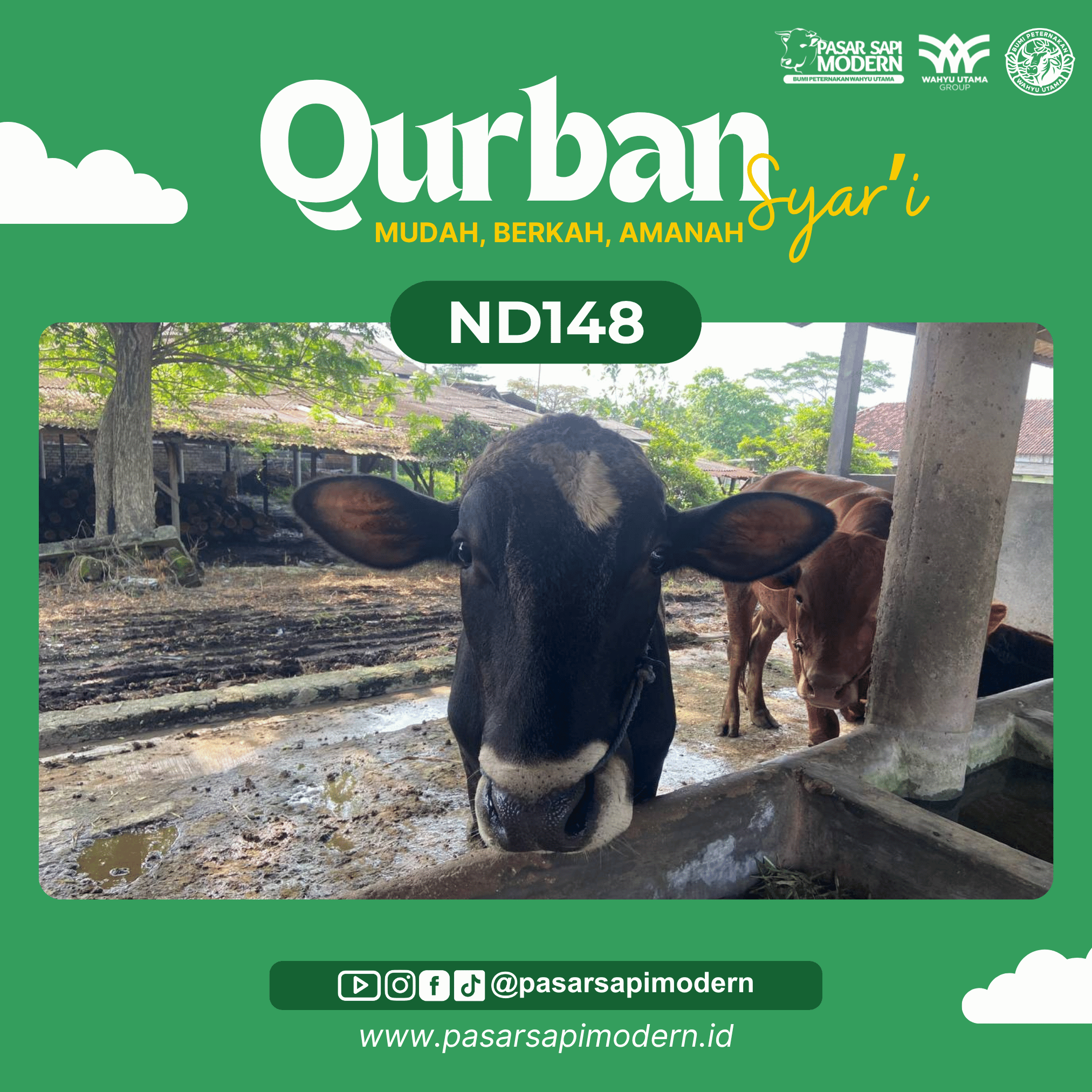 Sapi Angus - Paket Medium - ND 148 - Image 2