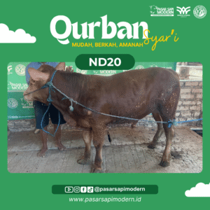 Sapi Limousin - Paket Medium - ND 20