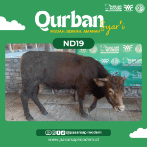 Sapi Limousin - Paket Ekonomi - ND 19