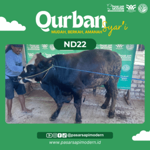 Sapi Angus - Paket Medium - ND 22