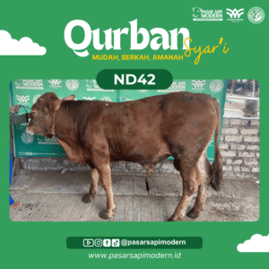 Sapi Limousin - Paket Medium - ND 42