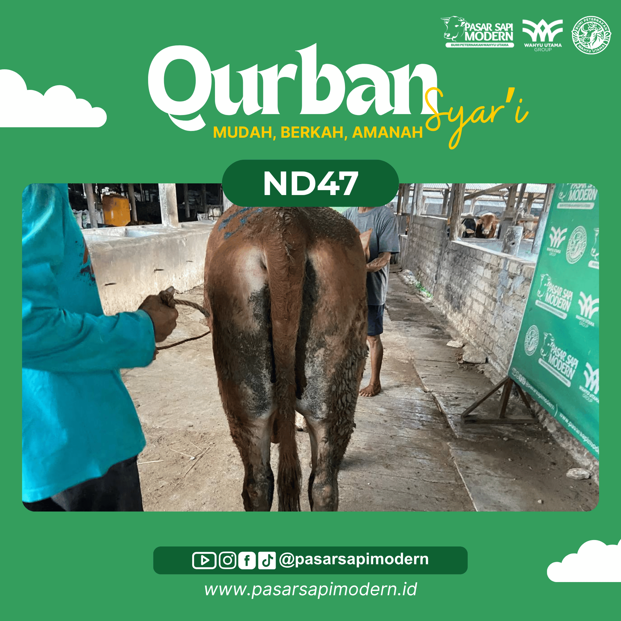 Sapi Limousin - Paket Medium - ND 47 - Image 3