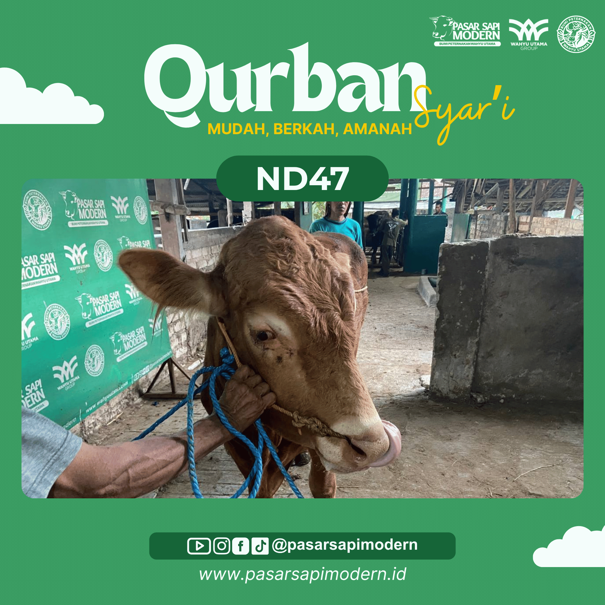 Sapi Limousin - Paket Medium - ND 47 - Image 2
