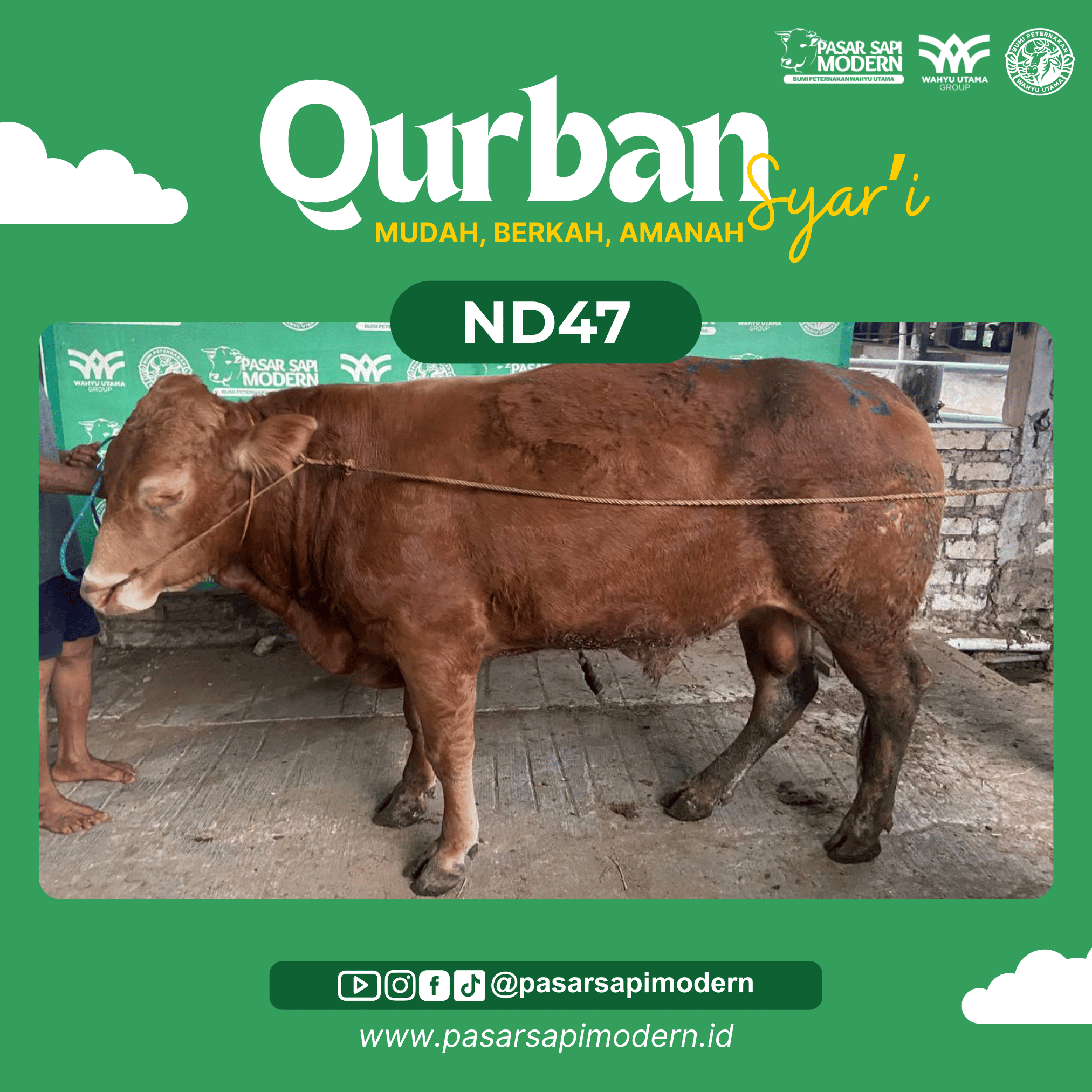 Sapi Limousin - Paket Medium - ND 47