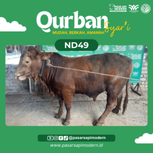 Sapi Limousin - Paket Medium - ND 49