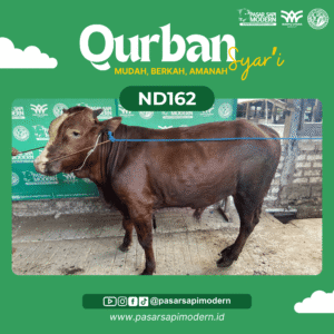 Sapi Limousin - Paket Medium - ND 162