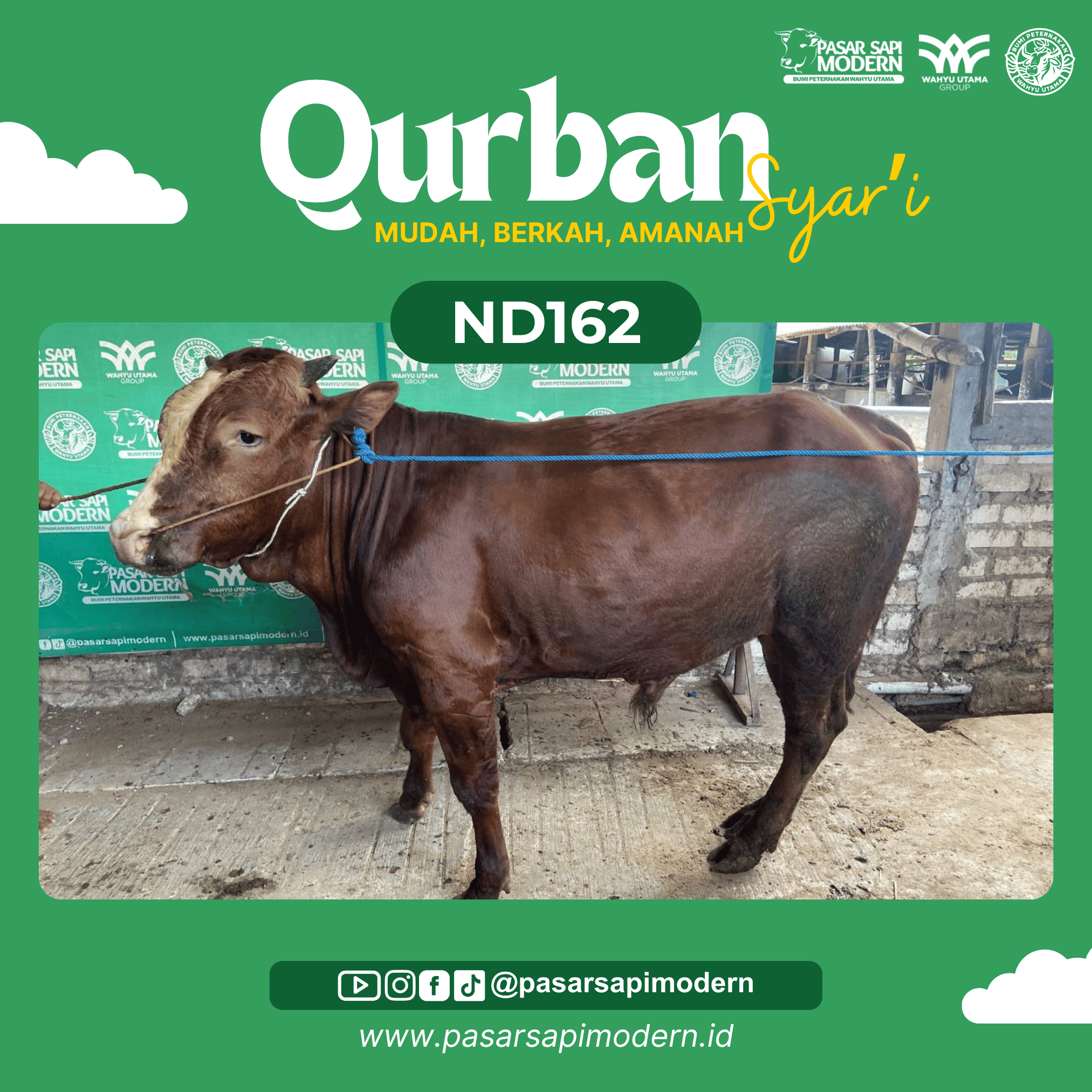 Sapi Limousin - Paket Medium - ND 162