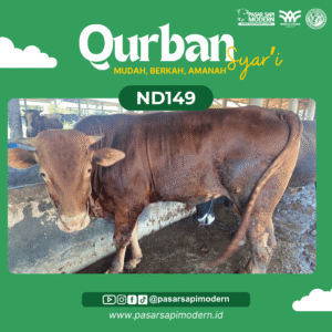 Sapi Limousin Paket Premium ND 149 foto 1