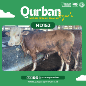 Sapi Simental Paket Medium ND 152 foto 1