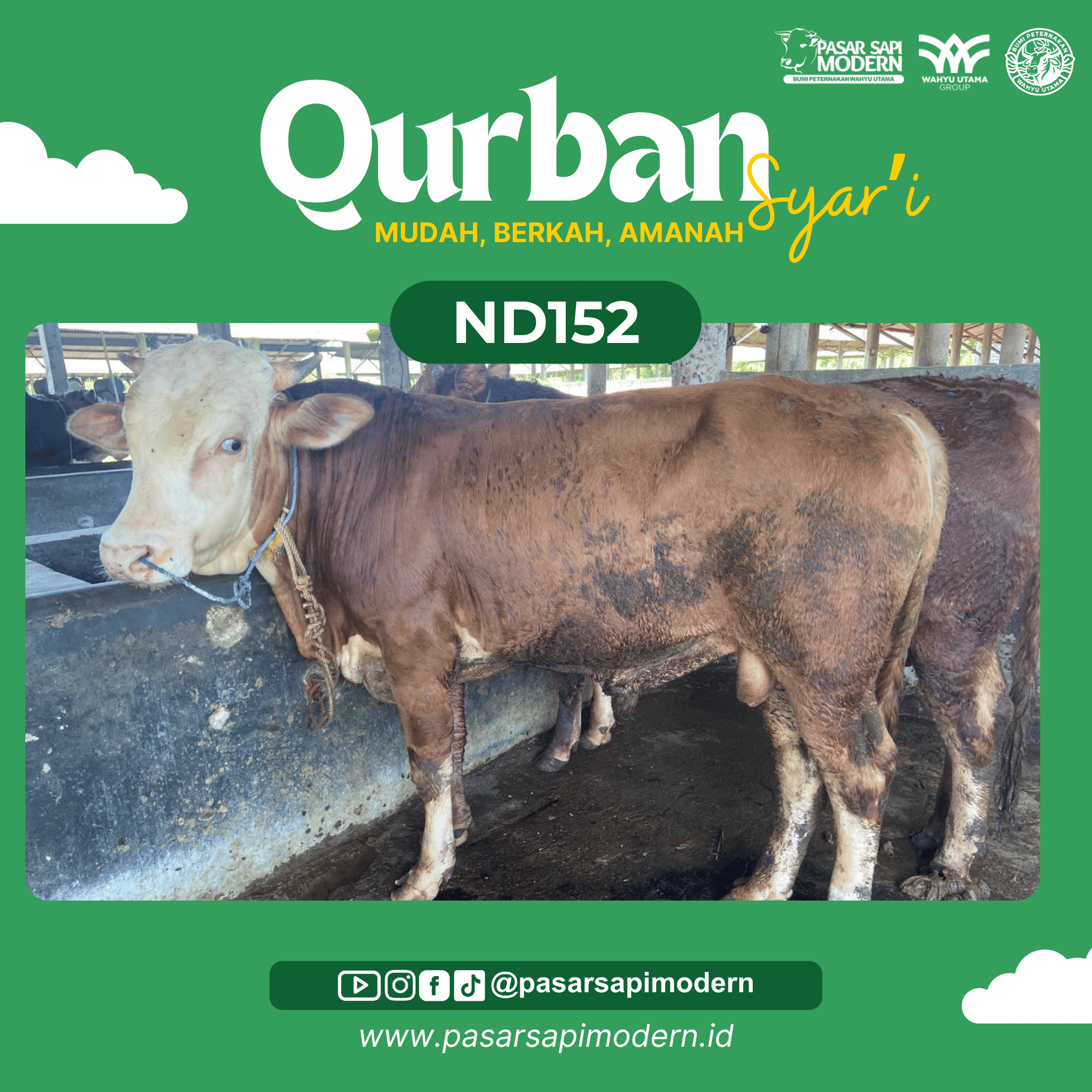 Sapi Simental Paket Medium ND 152 foto 1