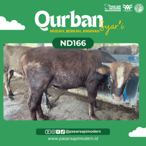 Sapi Limousin Paket Medium ND 166 foto 1