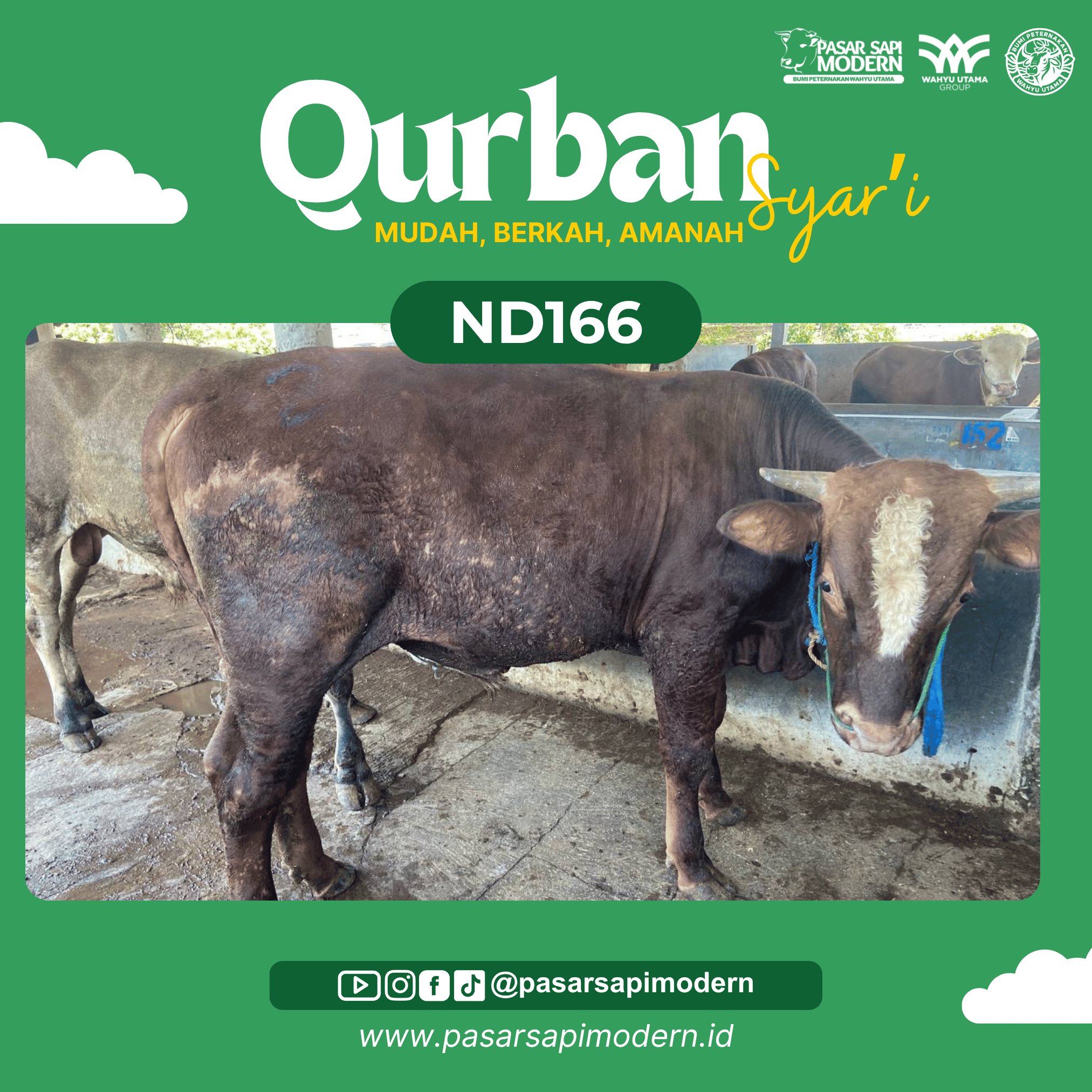 Sapi Limousin Paket Medium ND 166 foto 1