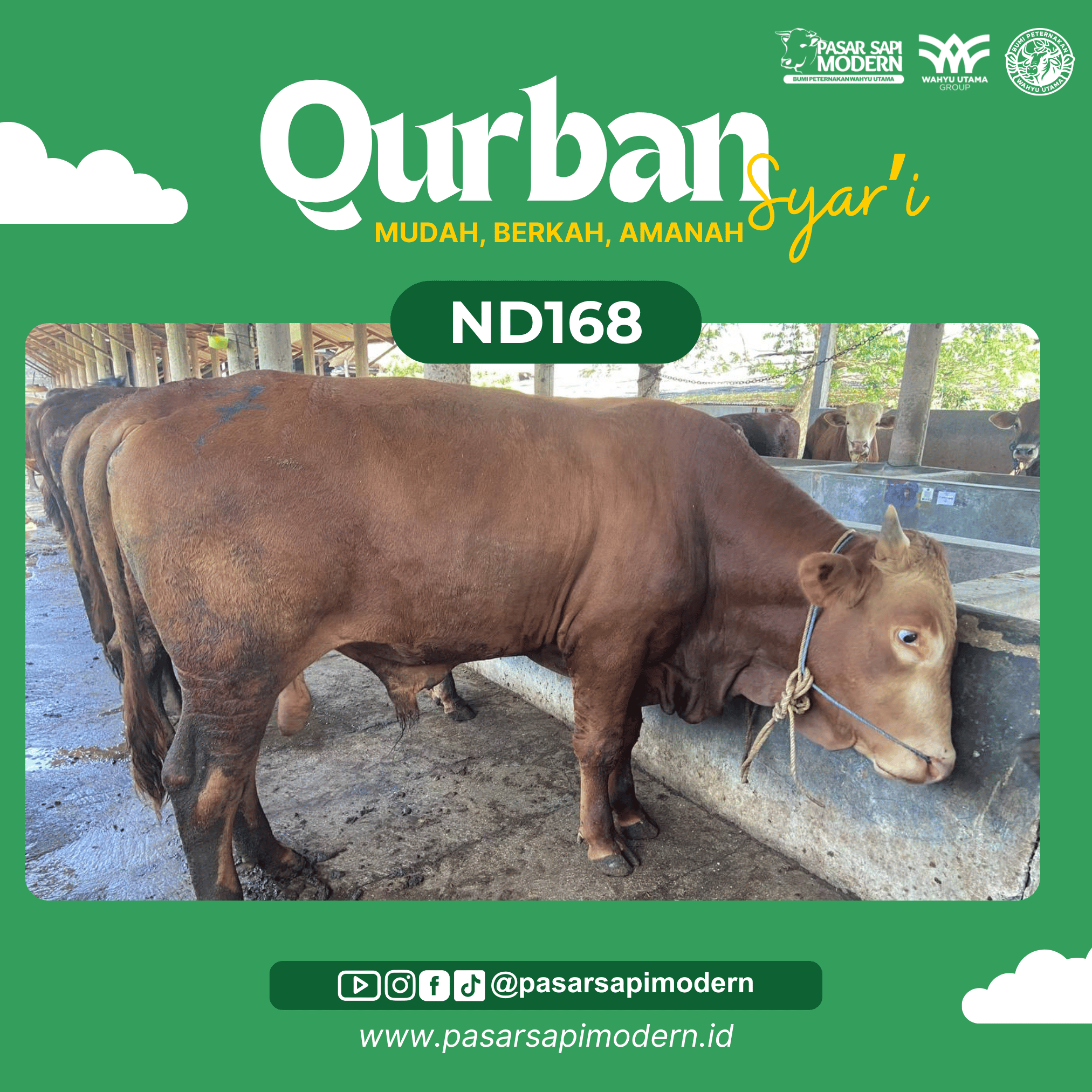 Sapi Limousin Paket Medium ND 168 foto 1