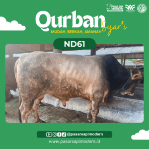 Sapi Pegon Paket Premium ND 61 Foto 1