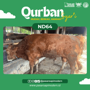 Sapi Limousin Paket Medium ND 64 foto 1