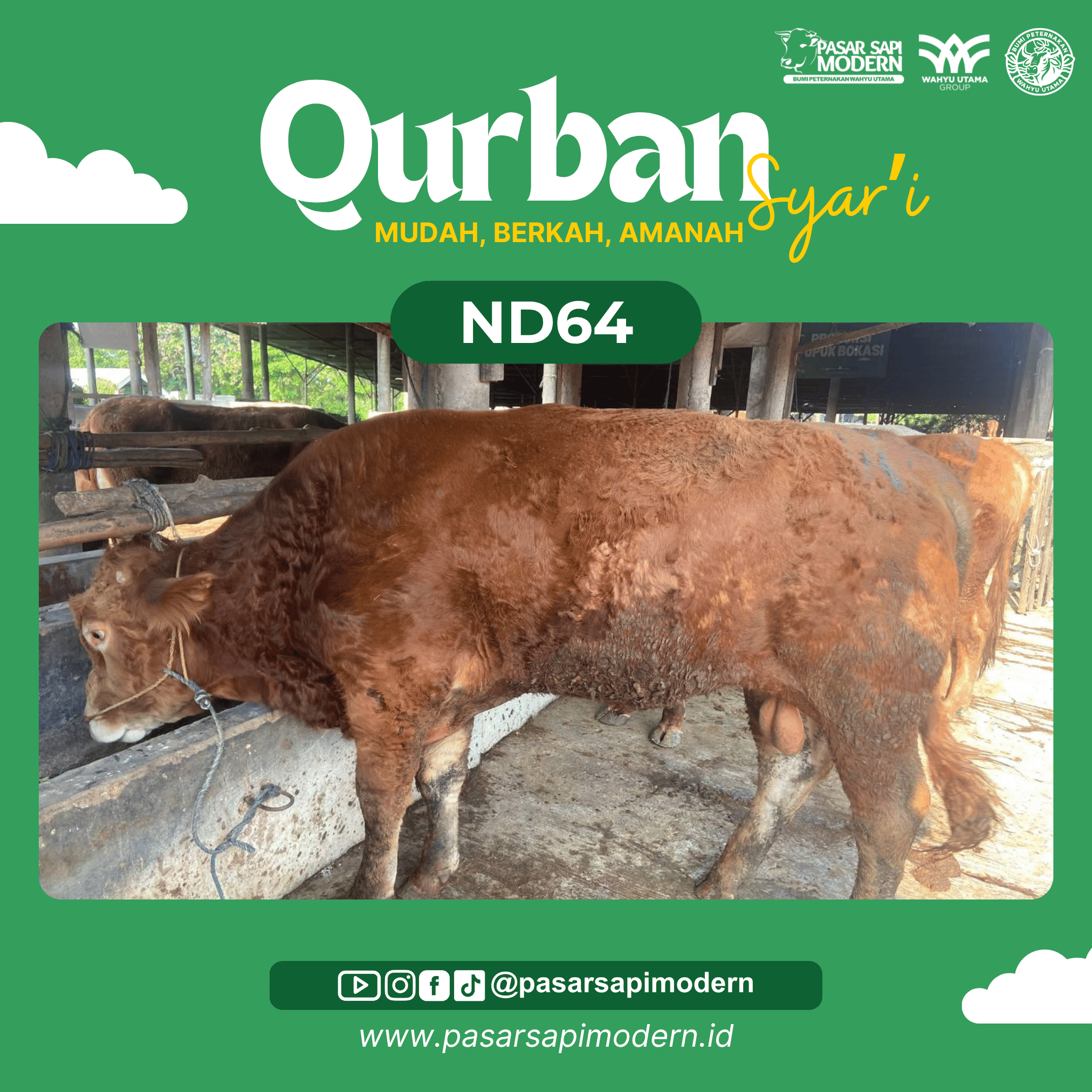 Sapi Limousin Paket Medium ND 64 foto 1