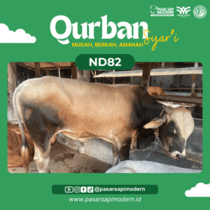 Sapi Pegon Paket Premium ND 82 foto 1