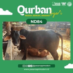Sapi Angus Paket Medium ND 84 foto 1