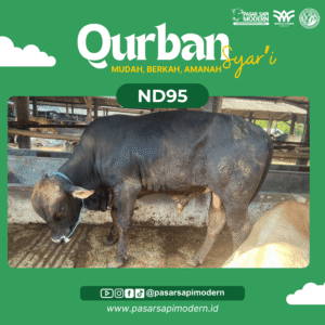 Sapi Angus Paket Medium ND 95 foto 1