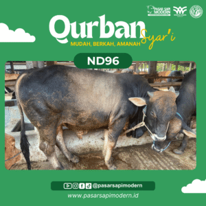Sapi Pegon Paket Medium ND 96 foto 1