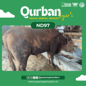 Sapi Limousin Paket Premium ND 97 foto 1