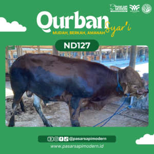 Sapi Limousin - Paket Medium - ND 127