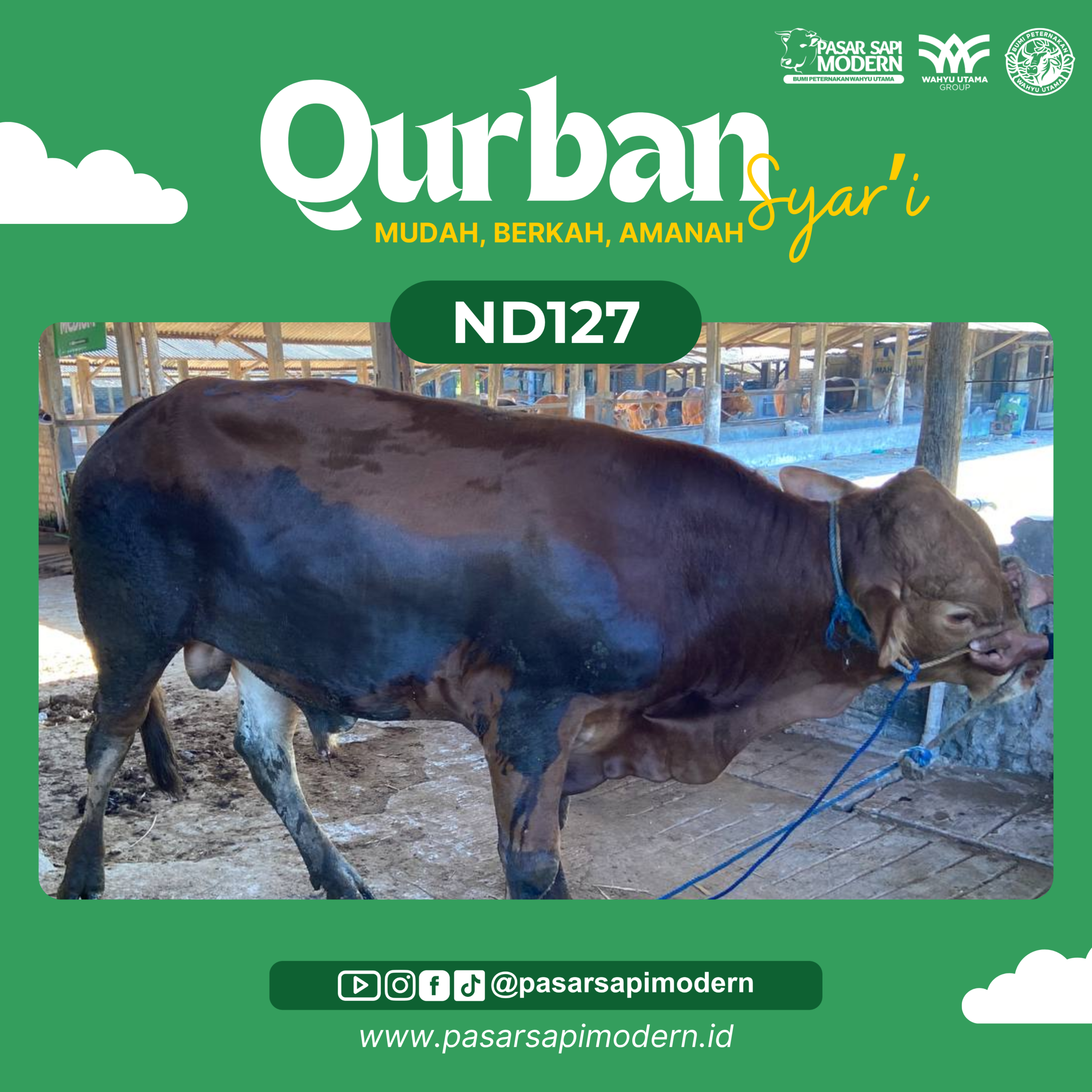 Sapi Limousin - Paket Medium - ND 127