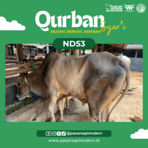 Sapi Pegon - Paket Medium - ND 53