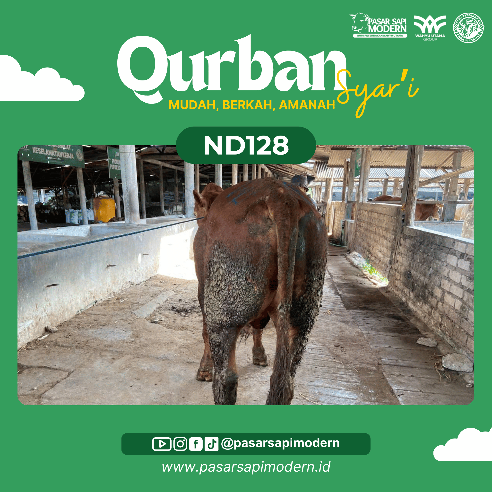 Sapi Limousin - Paket Medium - ND 128 - Image 3