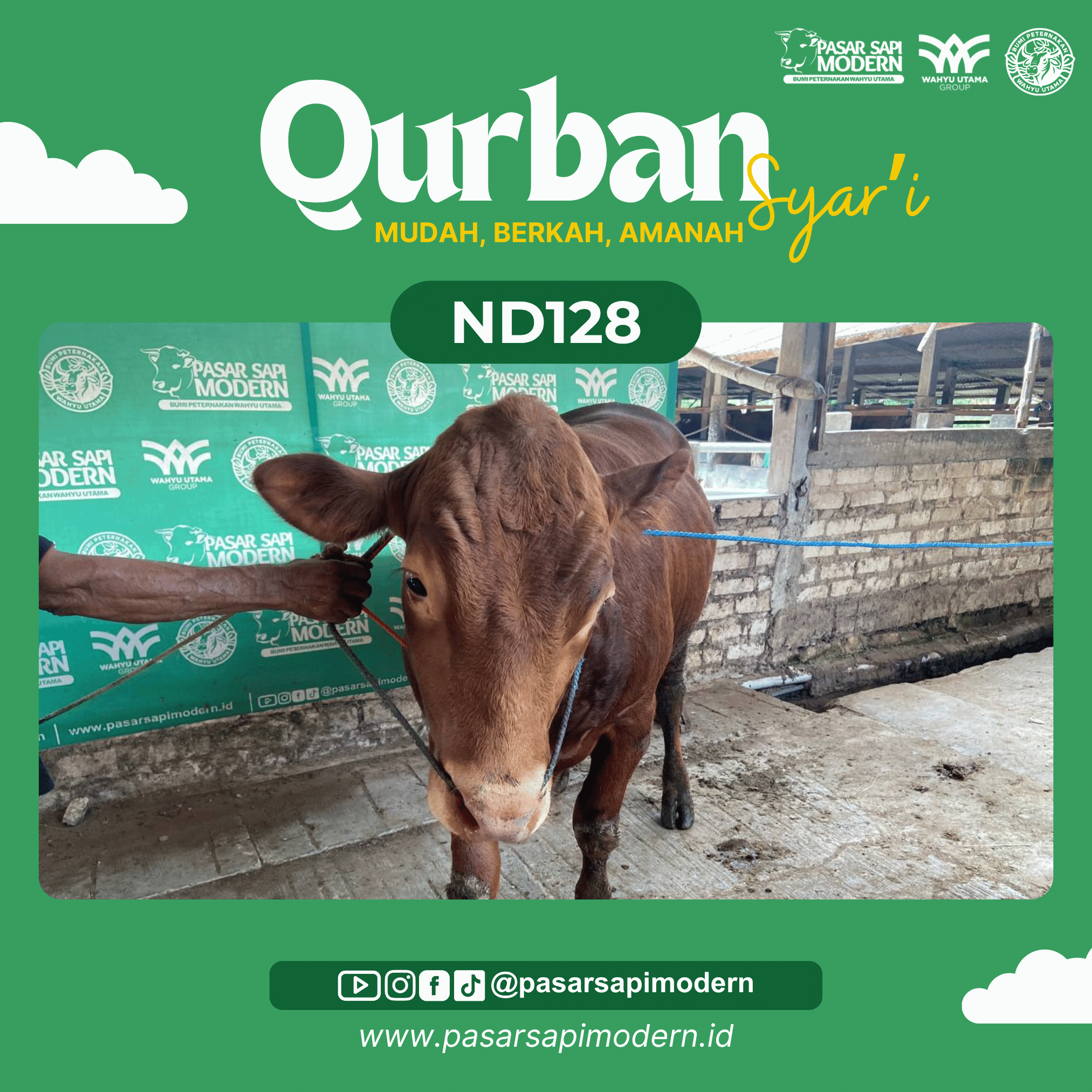 Sapi Limousin - Paket Medium - ND 128 - Image 2