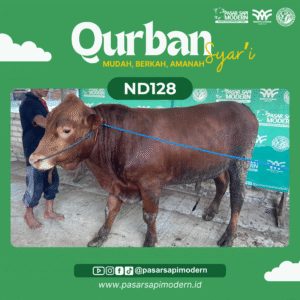 Sapi Limousin - Paket Medium - ND 128