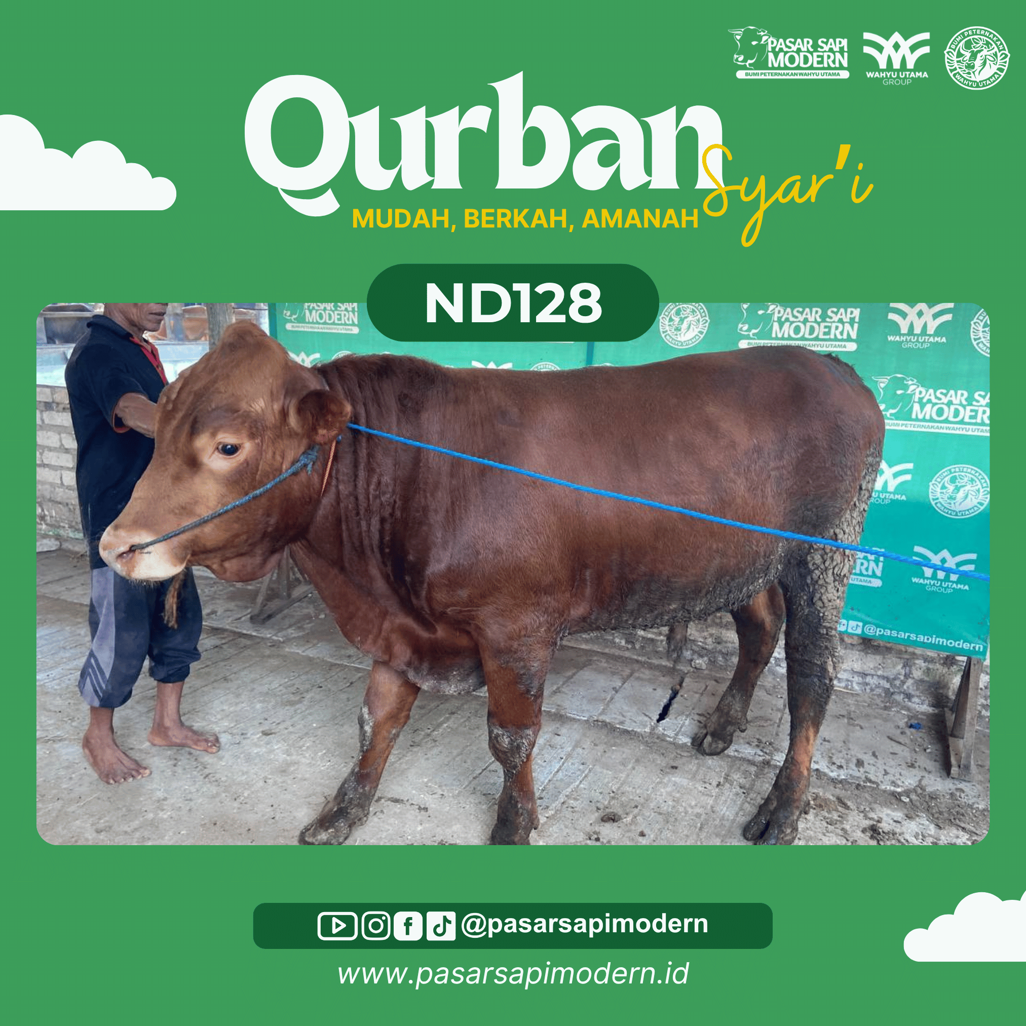 Sapi Limousin - Paket Medium - ND 128