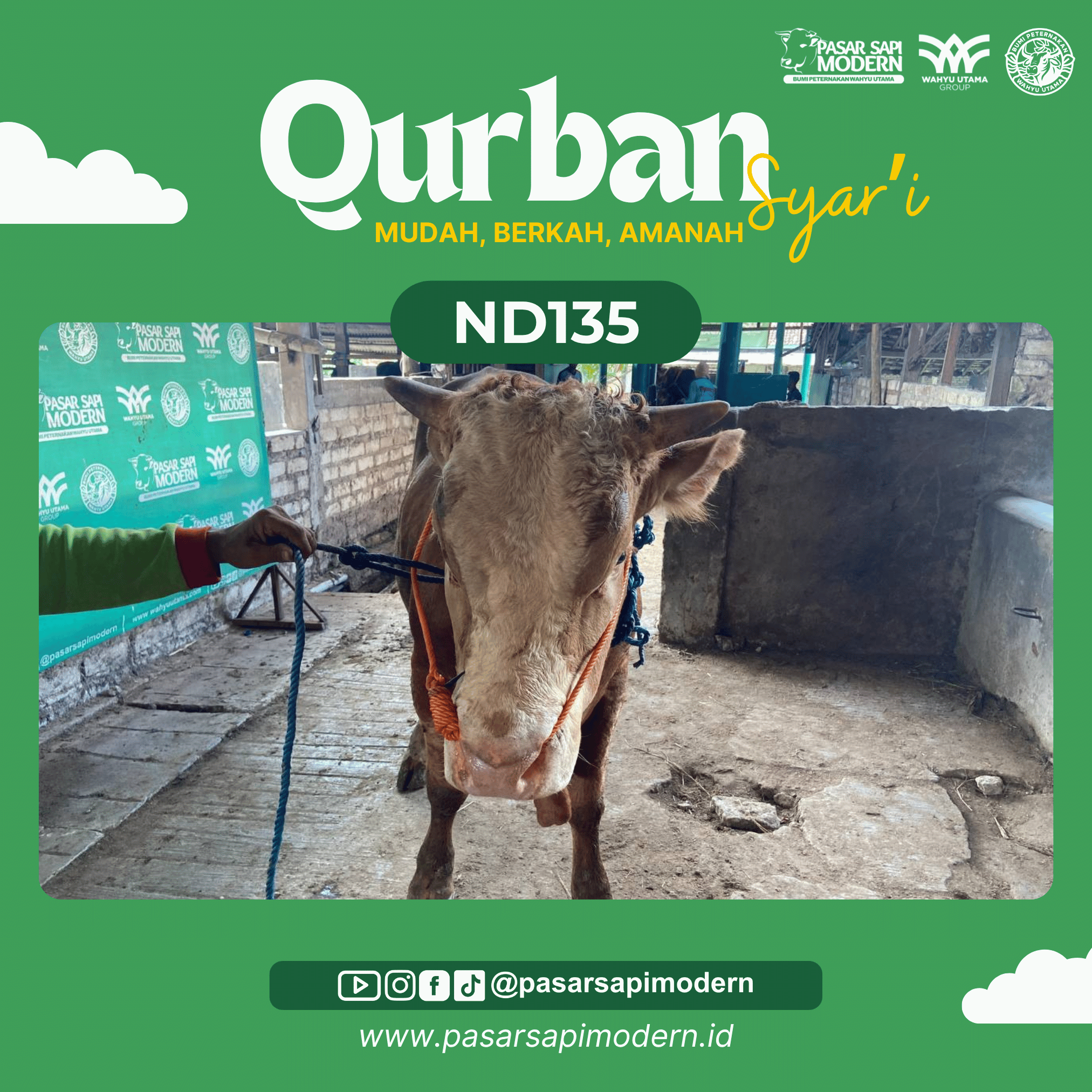 Sapi Limousin - Paket Medium - ND 135 - Image 2