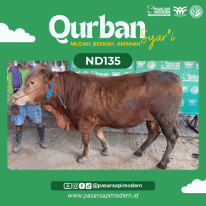 Sapi Limousin - Paket Medium - ND 135