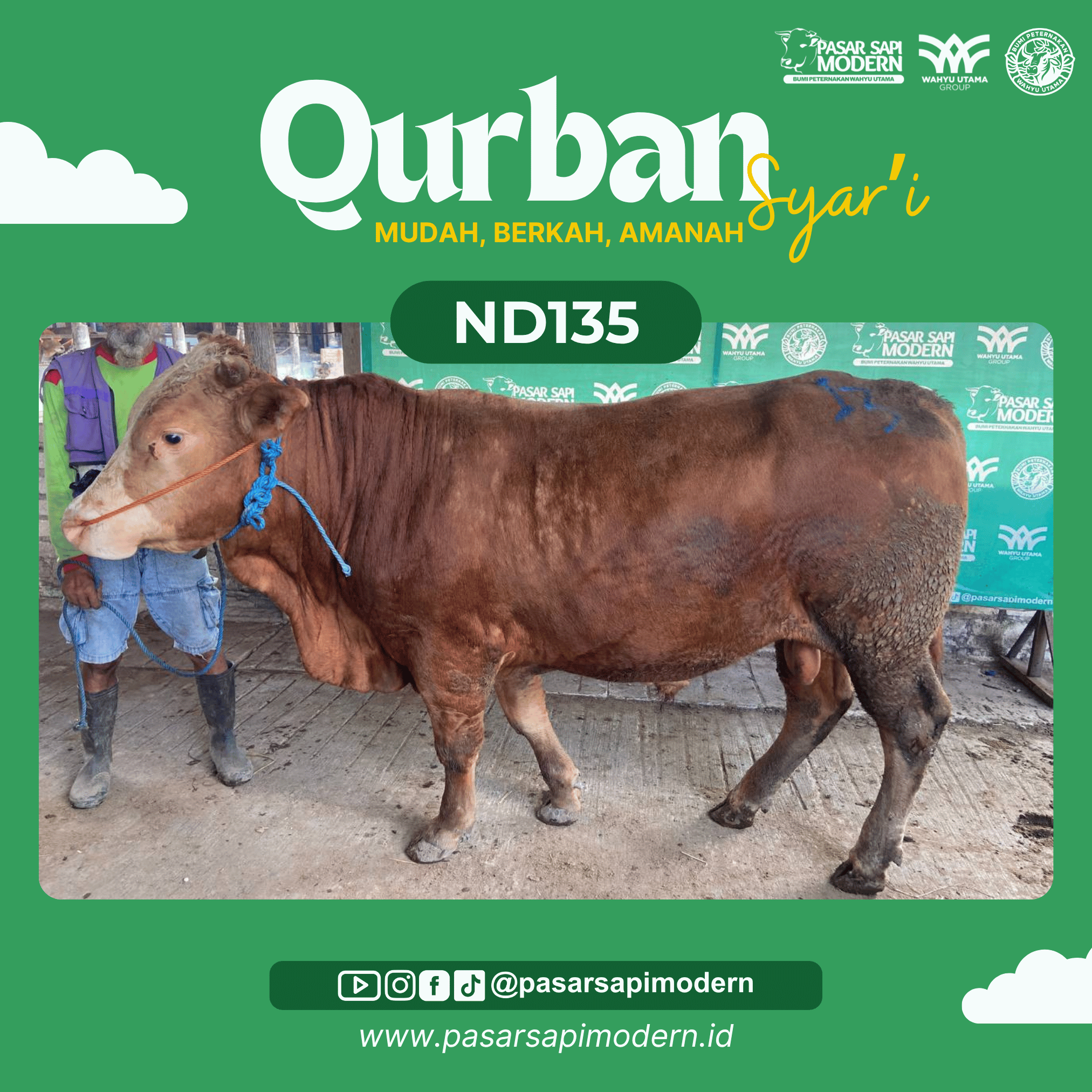 Sapi Limousin - Paket Medium - ND 135
