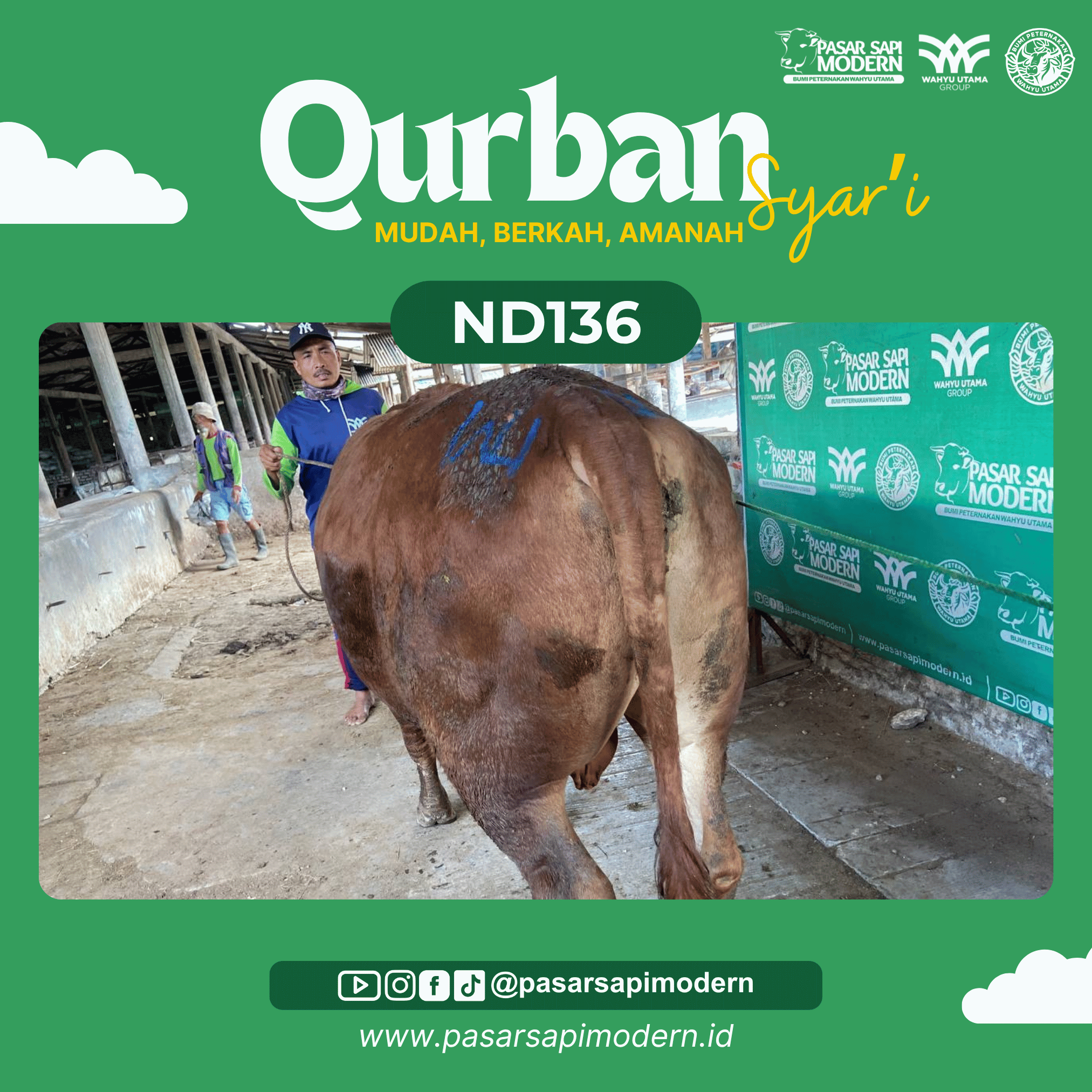 Sapi Limousin - Paket Medium - ND 136 - Image 3