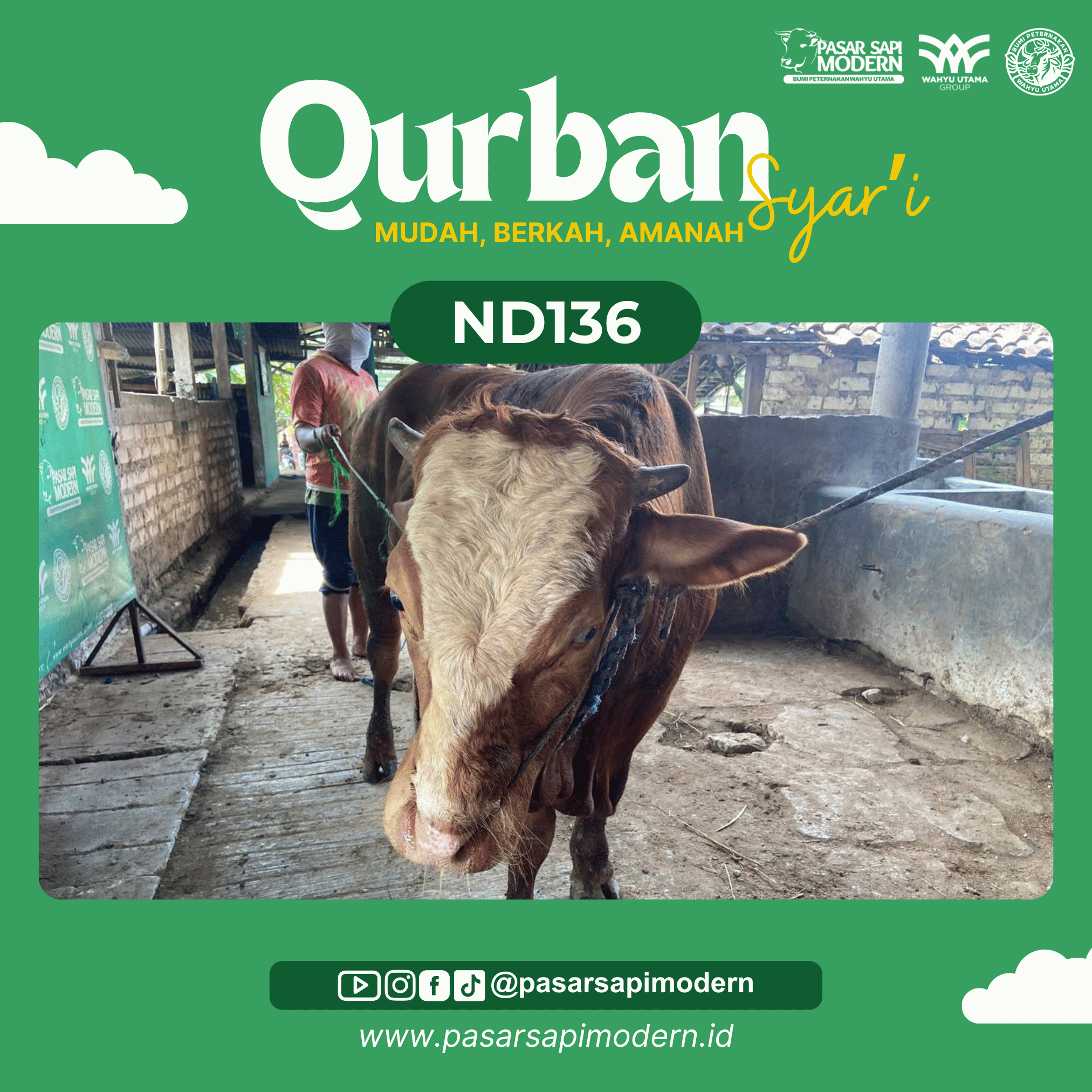 Sapi Limousin - Paket Medium - ND 136 - Image 2