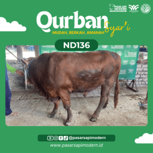 Sapi Limousin - Paket Medium - ND 136