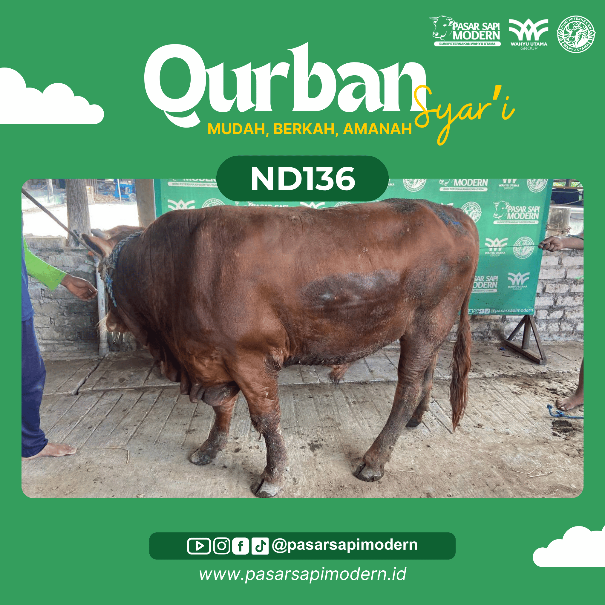 Sapi Limousin - Paket Medium - ND 136
